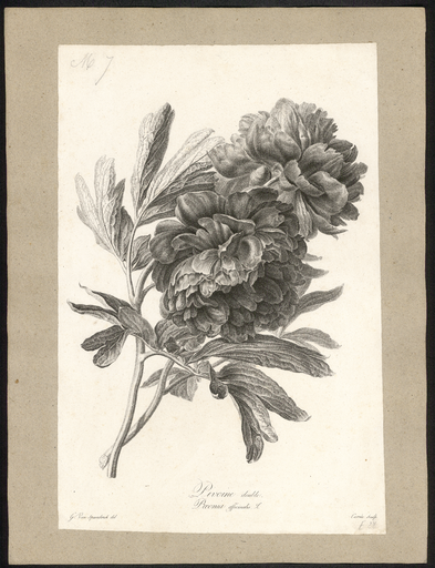 Pivoine double. Poenia officinalis L.
