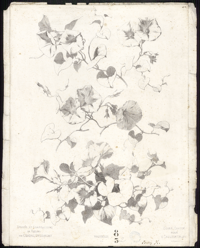 Volubilis N°6