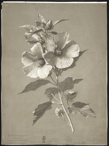 Mauve. Hibiscus Syriacus 7
