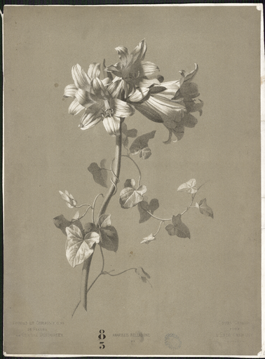 Amaryllis belladone N°9