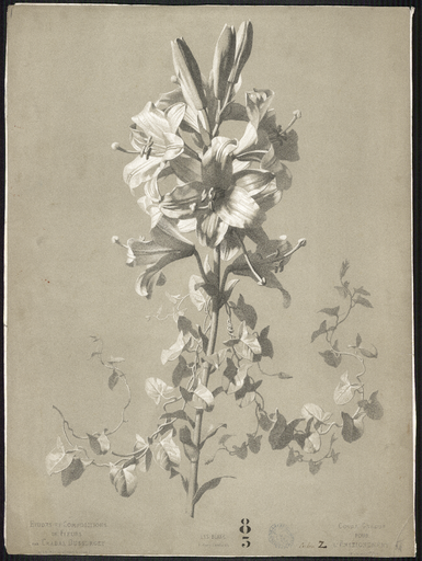Lys blanc. Lilium Candidum 11