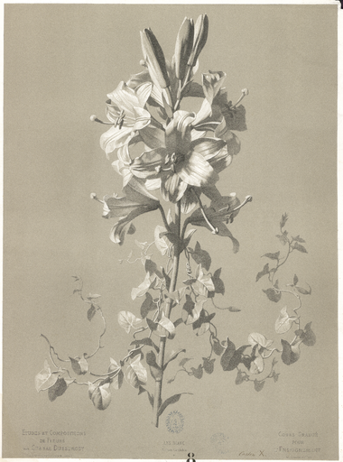 Lys blanc. Lilium Candidum 11