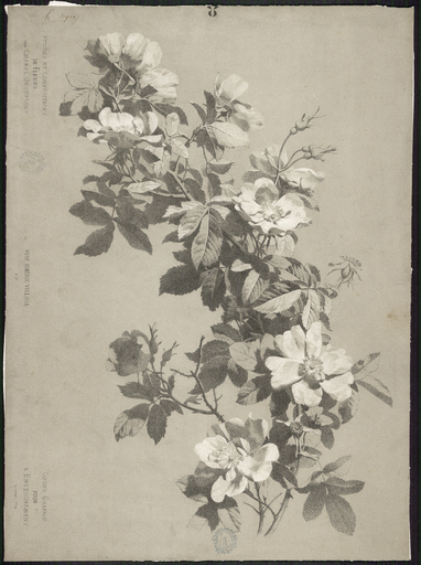 Rose Ismérie Villosa. N°17