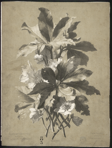 Ellébore. N°19