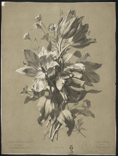 Tulipes. N°20