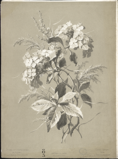 Hortensia du Japon. Hydrangea japonica Variegata. 22