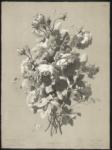 Roses cent feuilles. Rosa centifolia. 23