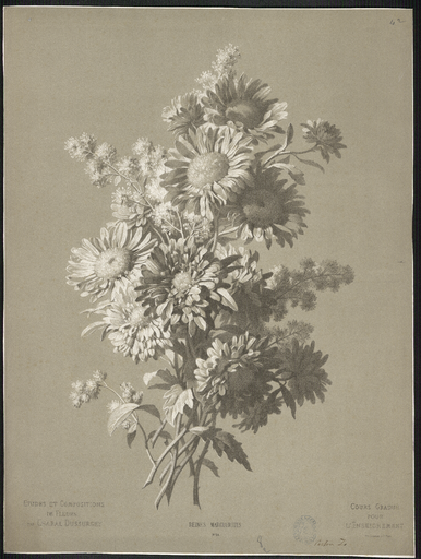 Reines Marguerites. N° 24