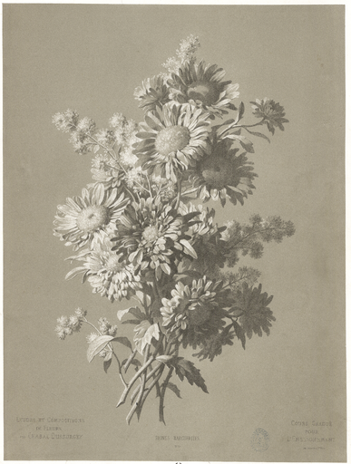 Reines Marguerites. N° 24
