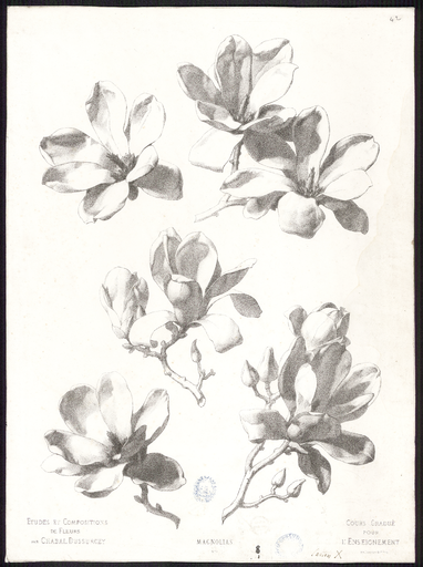 Magnolias. N° 1