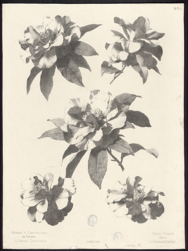 Camélias. N° 2