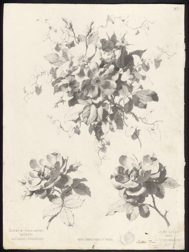 Rose, Ismérie, Villosa et provins. N°4