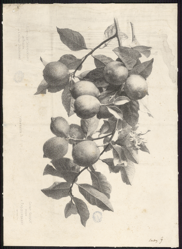 Citronnier. N° 14