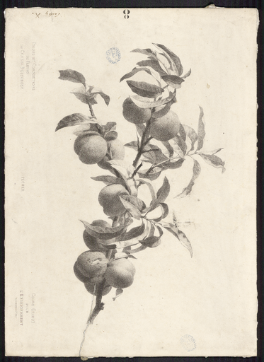 Pêcher. N° 12