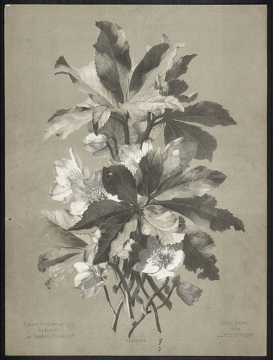 Ellébore. N°19