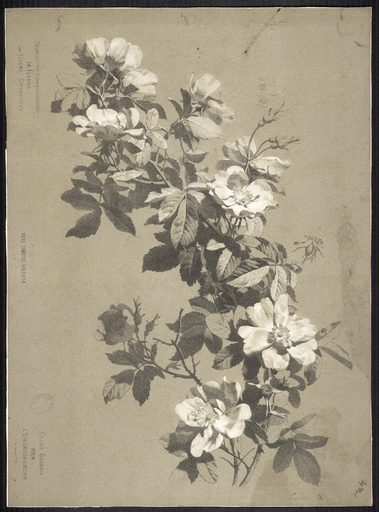 Rose Ismérie Villosa. N°17
