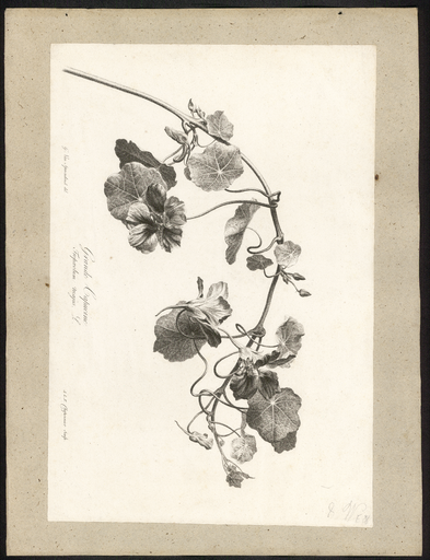 Grande capucine. Tropaeolum majus L.