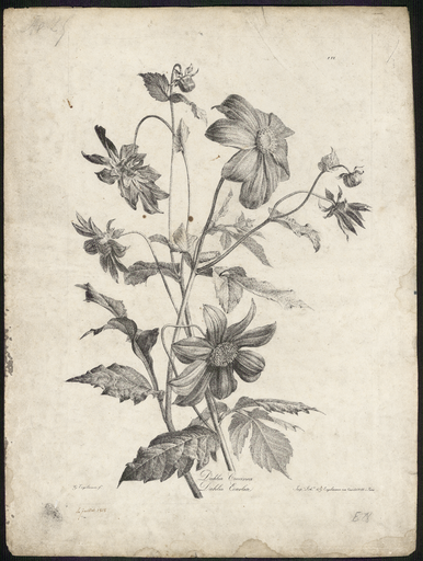 Dahlia écarlate. Dahlia Coccinea
