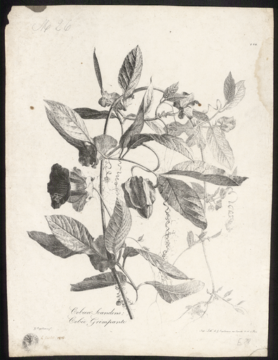 Cobée grimpante. Coboea scandens
