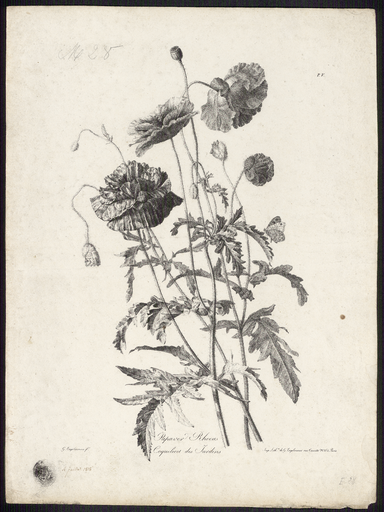 Coquelicots des jardins. Papaver Rhoeas
