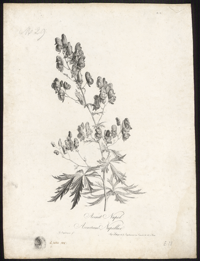 Aconit Napel. Aconitum Napellur