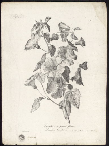 Lavatere à grandes fleurs. Lavatera trimestris L.