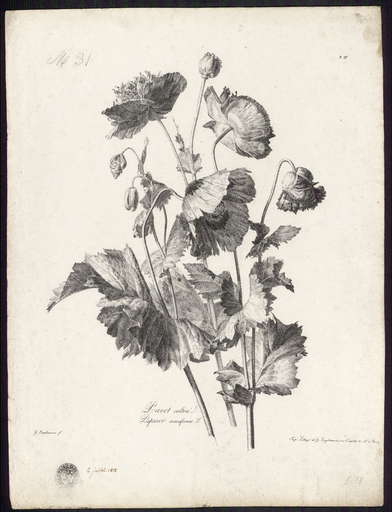 Pavot cultivé. Papaver somniferum L.
