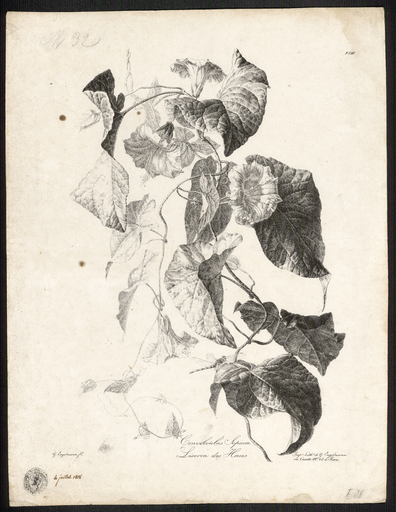 Liseron des haies. Convolvulus sepium