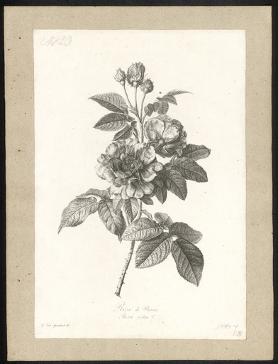 Rose de Provins. Rosa Gallica L.