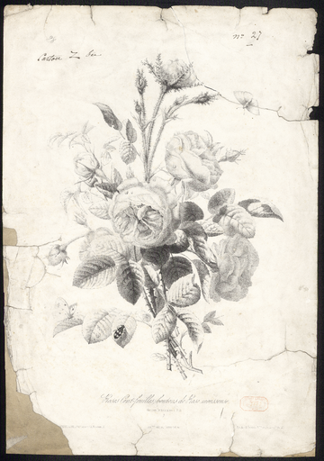 Rose Cent-feuilles, boutons de rose mousseuse