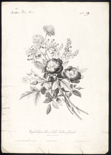 Bengale élégant, Chèvre-feuille, Scabieuse, Girarde