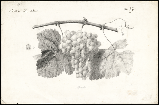 Maccaleo [variété de raisin]