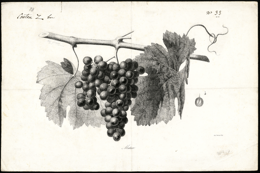 Mataro [variété de raisin]