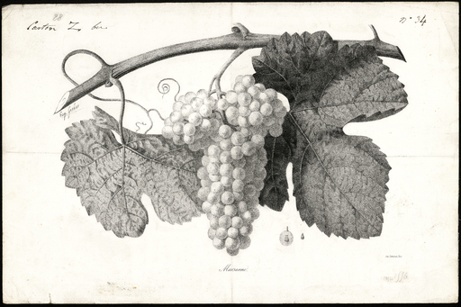 Marsanne [variété de raisin]