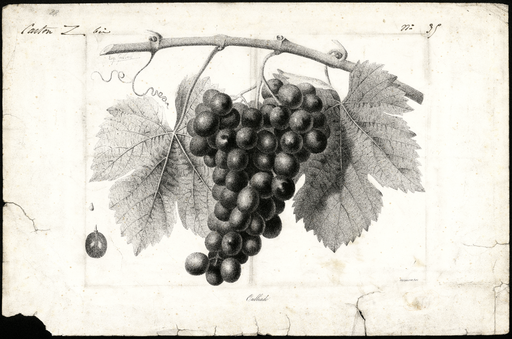 Ouillade [variété de raisin]
