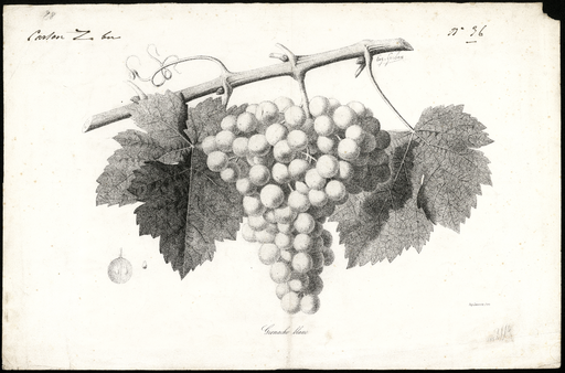 Grenache blanc [variété de raisin]