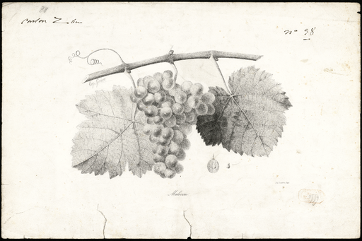 Malvoisie [variété de raisin]
