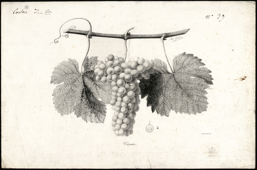 Vionnier [variété de raisin]