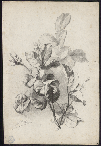 [Rose en feuilles et boutons]