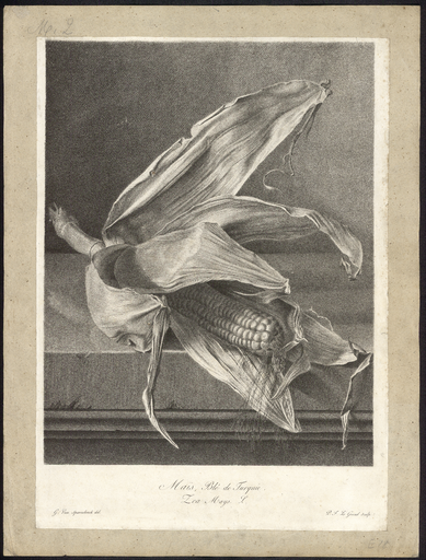Maïs, blé de Turquie. Zea mays L.