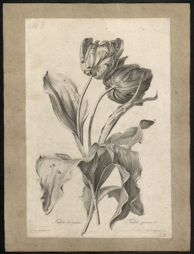 Tulipe des jardins. Tulipa Gesneriana L.