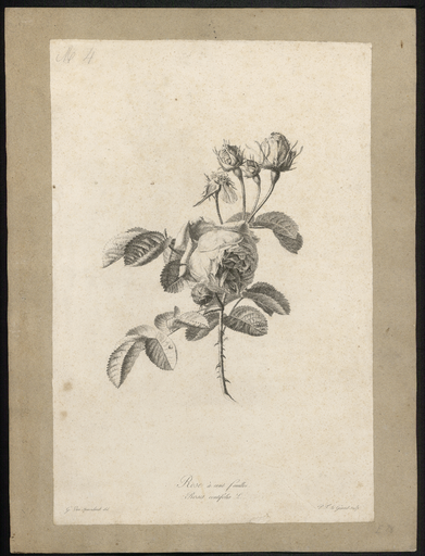 Rose à cent feuilles. Rosa centifolia L.