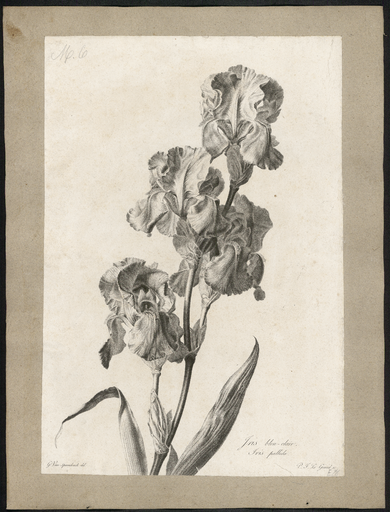 Iris bleu-clair. Iris pallida