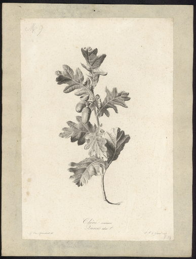 Chêne commun. Quercus robur L.