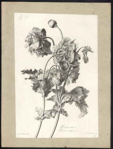 Pavot cultivé. Papaver somniferum L.