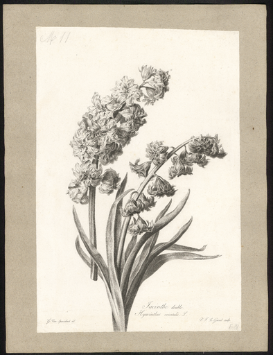 Jacinthe double. Hyacinthus orientalis L.