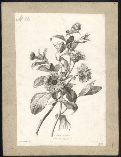 Souci des jardins. Calendula officinalis L.