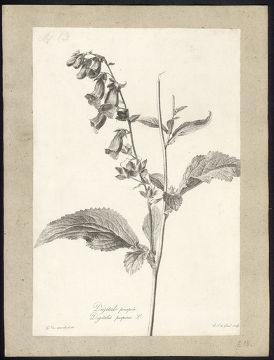 Digitale pourprée. Digitalis purpurea L.