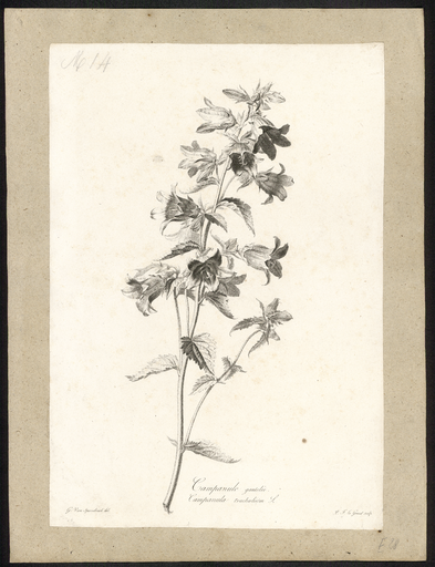 Campanule gantelée. Campanula trachaelium