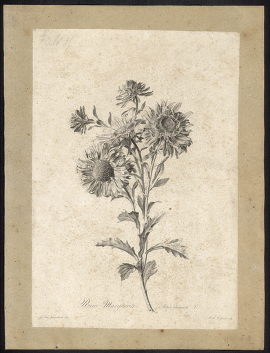 Reine Marguerite. Aster chinensis L.